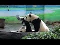 20220211 女爭灰罐母搶竹 圓圓圓寶好幸福 午餐 giant panda yuan yuan u0026 yuan bao