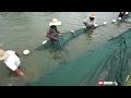 traditional technique to harvest common carp fish at my fresh water farm