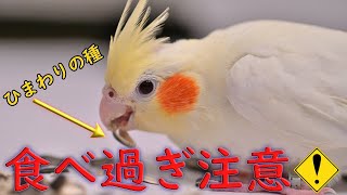 #006 ひまわりの種を食べ過ぎて肥満になったオカメインコ