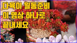 다육이 월동준비 이 영상 하나로 끝내세요(succulent, 多肉植物)