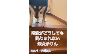 【柴犬かりん】階段がどうしても降りられない柴犬かりん／the  shibainu that can`t get down the stairs