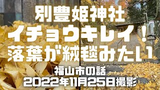 【福山市紅葉】天別豊姫神社のイチョウがキレイ！紅葉の進行具合はこんな感じ。落ち葉が絨毯みたいになってていい感じだった。階段の感じも好き。  #福山市 #紅葉 #天別豊姫神社 #イチョウ