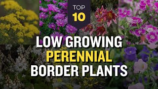 TOP 10 Low Growing Perennials Border Plants 🌷🌿 Beautify Pathway and Garden Edging 🌺