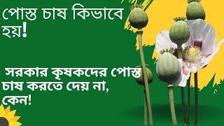 পোস্ত চাষ কিভাবে হয়!দেখুন কেন সরকার কৃষকদের পোস্ত চাষ করতে দেয় না,