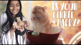 10 Signs Your Gerbil is Happy!