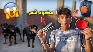 اشتريت اغرب اكسسورات لكلابي | مكوه شعر للكلاب !!😱