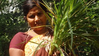 #LemonGrass Tea Recipe || உயிரைக்காக்கும் எலுமிச்சை புல் டீ || LemonGrass Tea Uses And Benefits