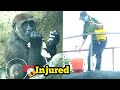 Jabali's Little Foot Takes a Beating—Ouch!😅😱呷百二的腳磨破皮啦～疼疼的！