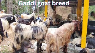 উন্নত জাঁতের ছাগল পালন - modern goat farming technology - gaddi goat breed