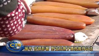 暖冬 疫情影響 野生烏魚子價格維持以往