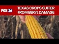 Texas crops hurt by Hurricane Beryl