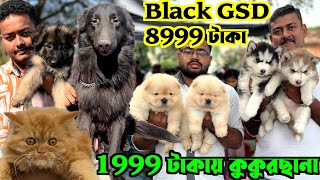 মাত্র 8999 টাকায় Black GSD. Serampore Pet Market. Dog Market in Kolkata Price.