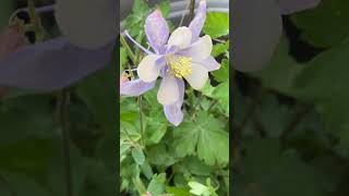 Cute White \u0026 baby blue spring Columbine flower in the garden