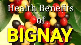 Health Benefits of Bignay Fruit || Abortive fruit || poisonous roots