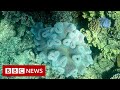 Australia's Great Barrier Reef experiences 'unprecedented' mass coral bleaching event - BBC News