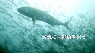 Diving Vlog 館山 西川名 202307i【4K】激流に回遊魚を狙う