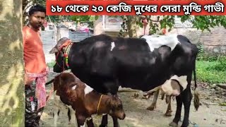 সেরা মুন্ডি গাভী//সস্তায় ক্রয় করুন ১৮ থেকে ২০ কেজি দুধের মুন্ডি গাভী//All West Bengal Delivery.