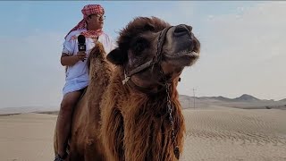 Camellos en ica, una experiencia única en el desierto de Ica.