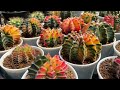 gymnocalycium cactus care and collection tour