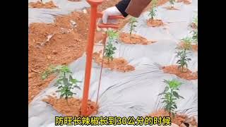 辣椒种植四大禁忌你知道吗？