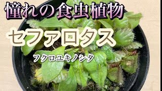 憧れの食虫植物　セファロタス！和名はフクロユキノシタ　＃食虫植物＃ウツボカズラ＃ハエトリソウ