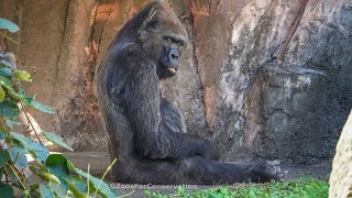 Beyond the cute｜Gorilla (Chimp \u0026 Siamang)｜CHIBA ZOO｜千葉市動物公園｜ゴリラチンパンジー、フクロテナガザル｜S2E053