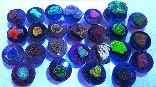 Vlog 13: Unboxing Hot Frags from Eye Catching Corals