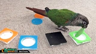 ウロコインコ： 【チビの上級芸】 Conure: Chibi Tricks - Bird Tricks