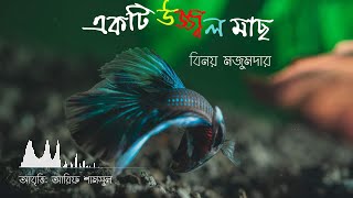 একটি উজ্জ্বল মাছ / বিনয় মজুমদার / কাব্যগ্রন্থ: ফিরে এসো চাকা