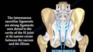 Sacroiliac Joint Dysfunction Anatomy,  Animation - Everything You Need To Know - Dr. Nabil Ebraheim