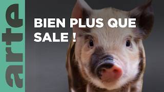 Le cochon | Nos animaux et nous | ARTE Family