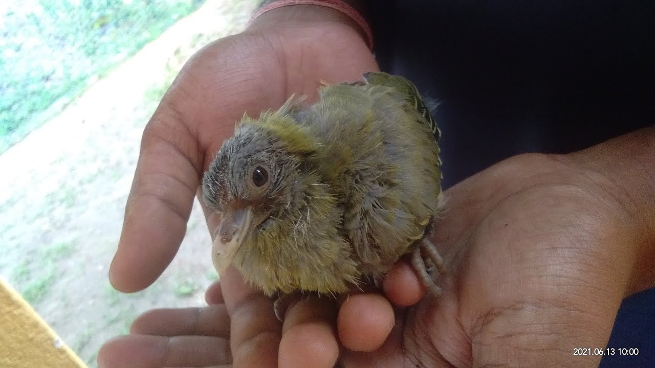 Rescuing Baby Bird Pigeon|| Pink Necked Green Pigeon|| Saving Baby Bird ...