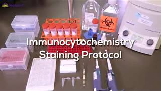 Immunocytochemistry Protocol Step-by-Step