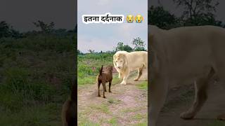 अचानक शेर सामने आ गया 😱 #viral #trending #viralvideo #short #shortvideo #youtubeshorts #animals#lion