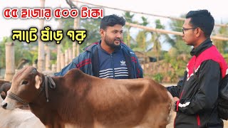 ১৬/০১/২৫🔰১৭ পিস ষাঁড় গরু কিনুন মাত্র ৫৫ হাজার ৫০০ টাকা লাটে ষাঁড় গরু কিনুন।