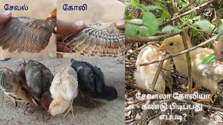 சேவல் கோழி கண்டுபிடிப்பது எப்படி?🧐 Finding cock and hen🐓