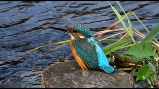 カワセミ狛江地区お父さん 2024 10 27 #カワセミ #野鳥 #birds #wildlife #nature #自然観察ぶらり散歩