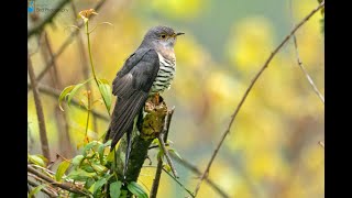 Lesser Cuckoo (Cuculus poliocephalus), Eaglenest, INDIA