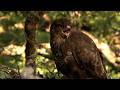🔴 LIVE wildlife cameras 🌿 9 June 🐦 BBC Springwatch 2026