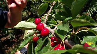 Picking The Best Cherries