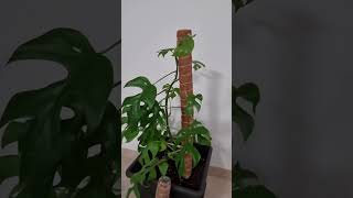 Stackable Coir Moss Totem Pole For Plants