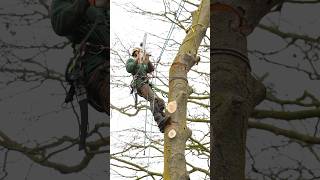 Stone dead sketchy Beech removal. (No room to fell or MEWP) #arborist #treefelling #treework