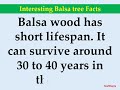 interesting balsa tree facts