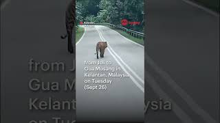 Tiger spotted roaming on road in Kelantan goes viral