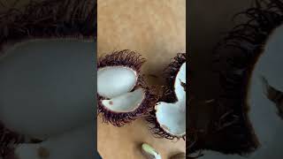 Rambutan tropical fruit (rare)