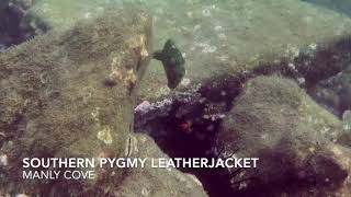 Southern Pygmy Leatherjacket - mating dance