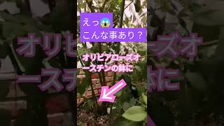 可愛い💕サルスベリ☝️もう6年は経つかなオリビアさん🌹あれ？サルスベリ🤔しかも二本の枝に二本ともお花😄💕こんな事あるんですね～😆 #オリビアローズオースチン #サルスベリ #かわいい #short