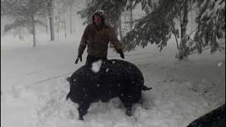 Snow dancing at Firefly Farm in North Stonington, CT