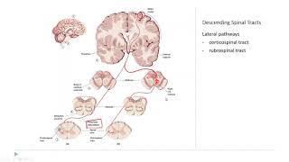 OSSM Neuro Chapter 14 - The Descending Spinal Tracts