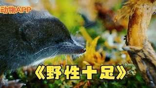 体重不足20克的水鼩鼱，成为湿地中的“猎豹”